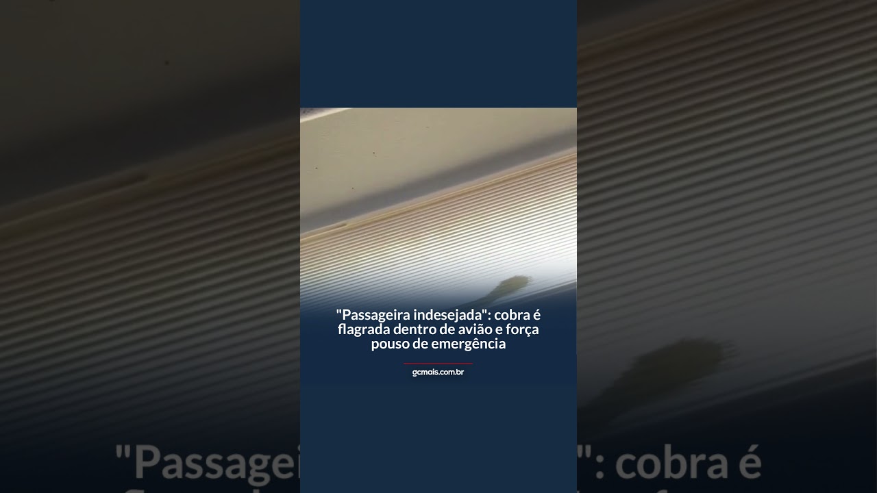 Cobra venenosa é encontrada em avião sob o assento do piloto
