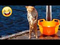 Videos De Risa de Animales - Gatos Divertidos vs Agua - Perros y Gatos Chistosos / Funny Cats