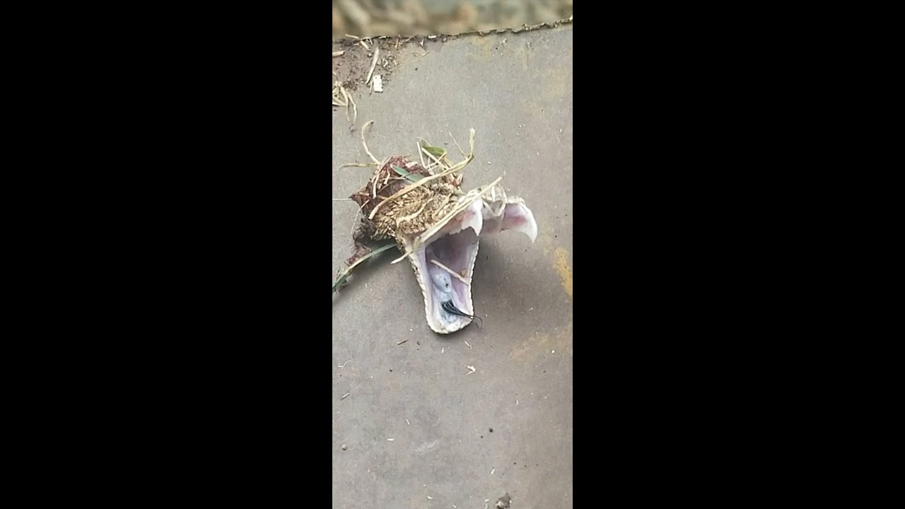 Rattlesnakes are deadly after Death!!