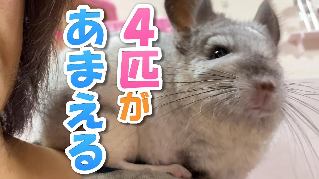 甘えるチンチラたち うさぎが来た途端様子が変わる Youtube