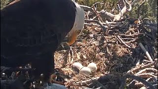 ONE EGG IS BROKEN! 💔 SHADOW KNOWS HIS DREAM IS GONE 💔 ZOOM! FOBBV Cam Big Bear Eagles 4.11.24