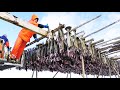 Millions of codfish fishing vessel  salted cod processing in factory  catch hundreds tons cod fish