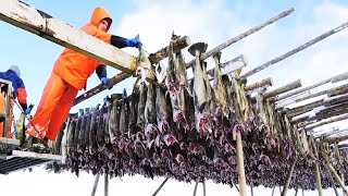 سفينة صيد سمك القد المدهشة - معالجة سمك القد المملح في المصنع - اصطاد مئات الأطنان من أسماك القد