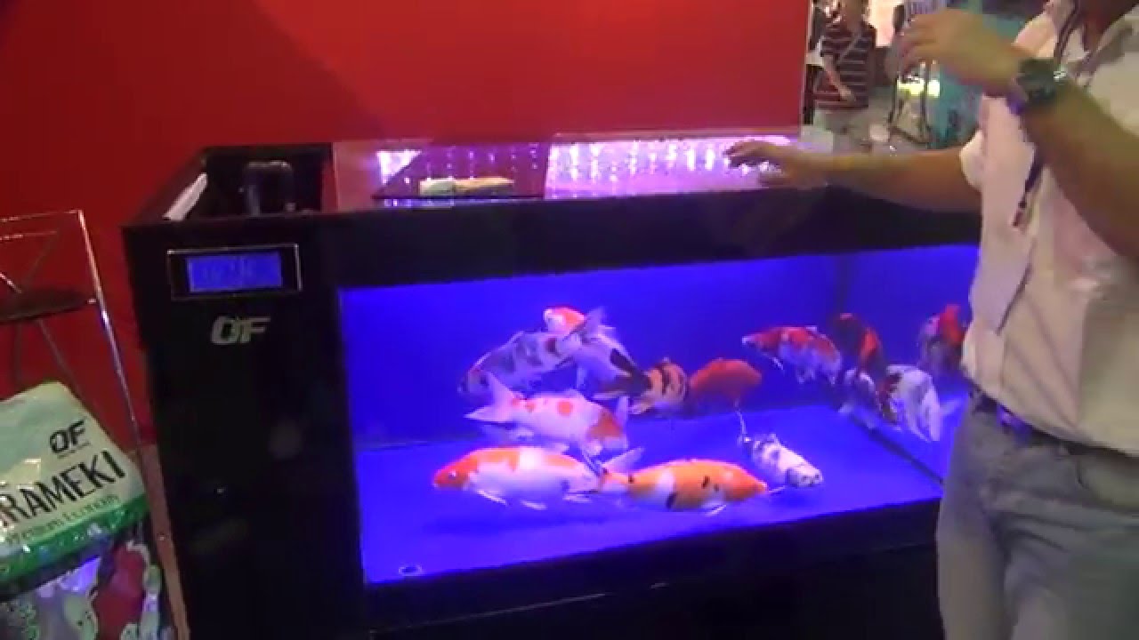 新加坡【仟湖】集團-躍龍門 專業錦鯉缸 part.1