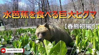 水芭蕉を食べる巨大ヒグマ