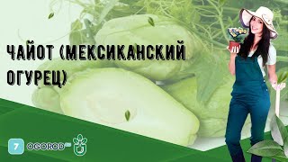 Чайот (мексиканский огурец)