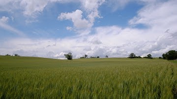 Wheat Field #2