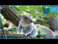 KOALA -4 Datos curiosos-