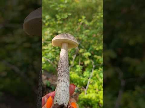 разноцветный #funghi #mushroom #boletus #shortsvideo #cepes #тренды #4k #shorts