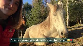 Créer du calme avec son cheval (Formation Sans Attache)