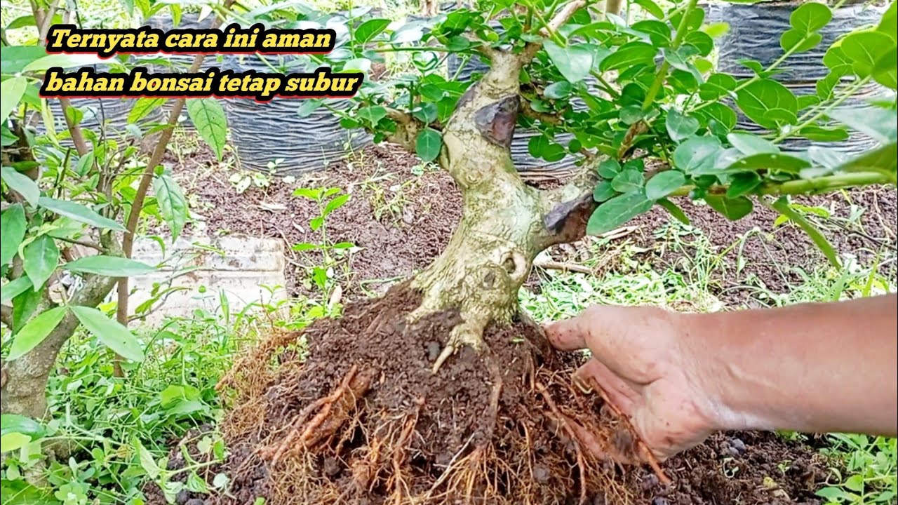Bongkar bahan bonsai yang aman di jamin tetap subur walaupun di tempat yang panas