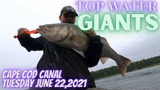 CRAZY top water BLITZ at the CAPE COD CANAL!!! BIG Striped Bass KILL POGY!!!