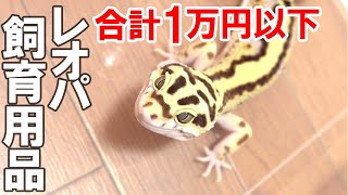 【これを買え！】レオパを飼育する際に必要な飼育用品を紹介します【1万以下で全部揃う！】