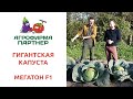 ГИГАНТСКАЯ КАПУСТА МЕГАТОН F1