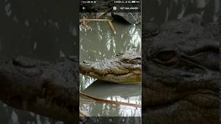 crocodile live wallpaper screenshot 2