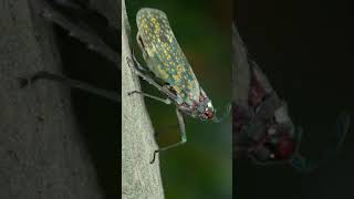 😱😱falgoriniya Grasshopper 😱😱spider man #spider #insecticida #nature #insectbehavior #butterfly #spi