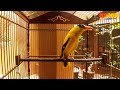 Suara Pancingan Burung Kepodang Agar Ikut Bunyi Dan Gacor Gogor Mp3 - Mp4 Download