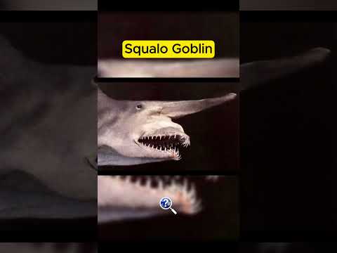 i 5 animali