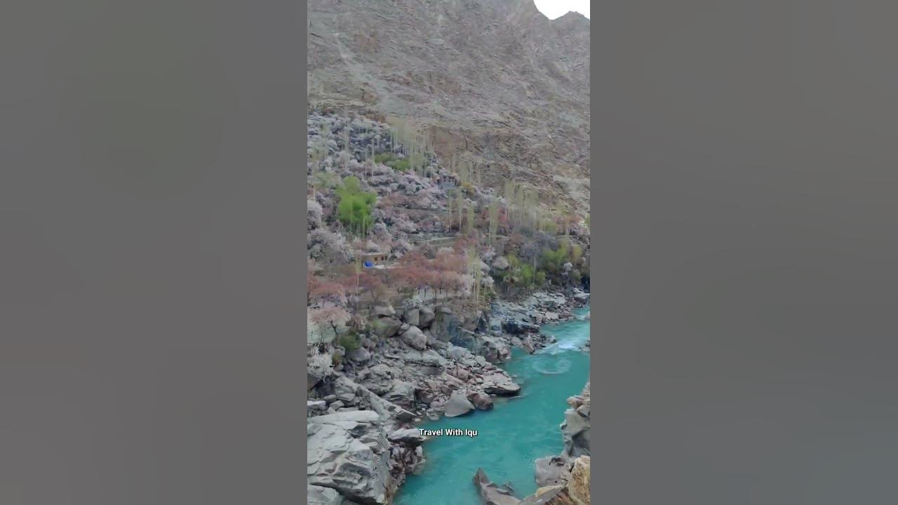 Apricot Blossom in Aryan Valley 🌼 #shorts #ladakhtourism #floweringtrees