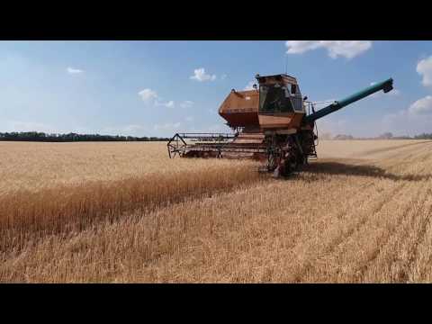 Видео: 🌾🌾Комбайн Нива СК 5 уборка канадской озимой пшеницы после пара 1-й день🌾🌾