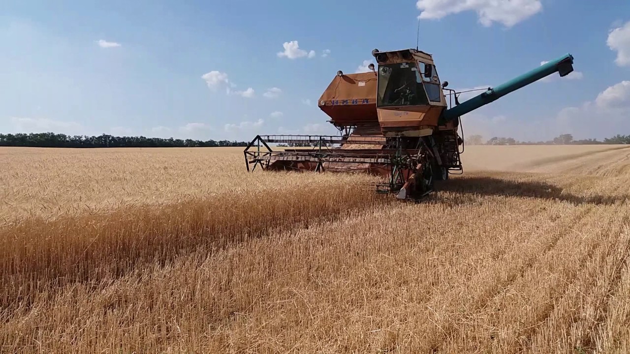 🌾🌾Комбайн Нива СК 5 уборка канадской озимой пшеницы после пара 1-й день .