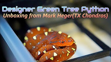 Designer Green Tree Python unbox from TX CHONDROS (Mark Heger)