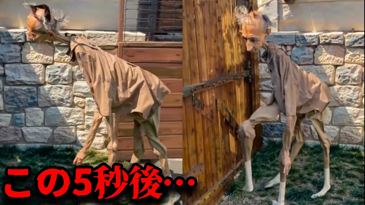 【心霊映像】※この生き物に出会ったらすぐ逃げてください。