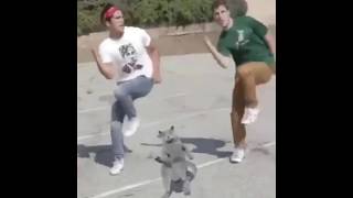 Cat Dancing To Nokia Tune Original