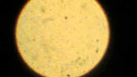 1 micron silica janus particles