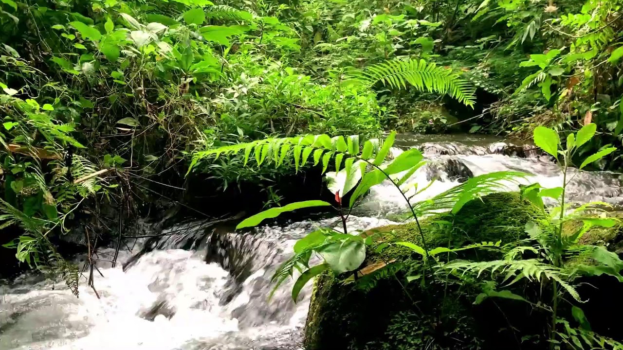 Green Stream Flow Ambience for Homework, Mental Clarity, Concentration