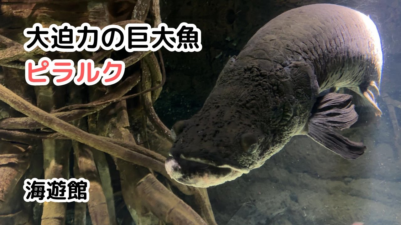 海遊館】大迫力の巨大魚ピラルク / The impressive giant fish