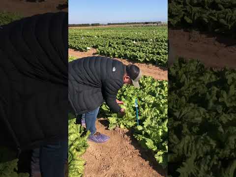 Video: Lettuce 'Salinas' Care: consejos para cultivar lechuga de Salinas