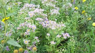 Native Plant Wildflower Demonstration Beds at Bunchberry Meadows Conservation Area