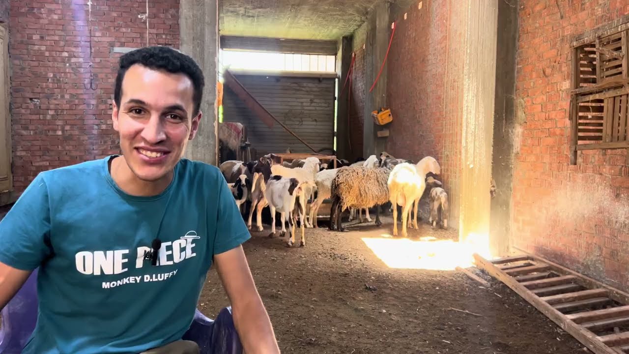 مشروع الغنم 👍وايف افضل نوع تبداء بيه مع الدكتور محمود❤️😉١٧ يونيو، ٢٠٢٥