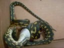 Jungle Carpet Python Eating Fuzzy