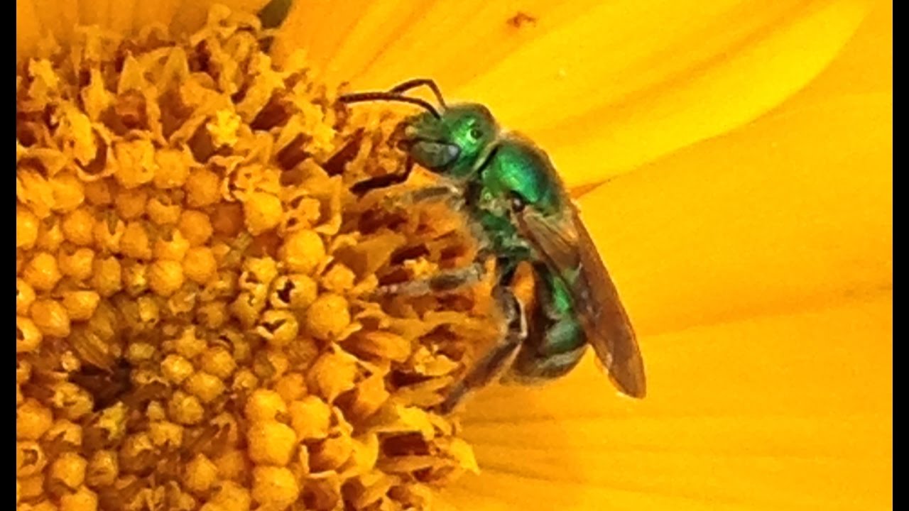 Backyard Critters: Native bees