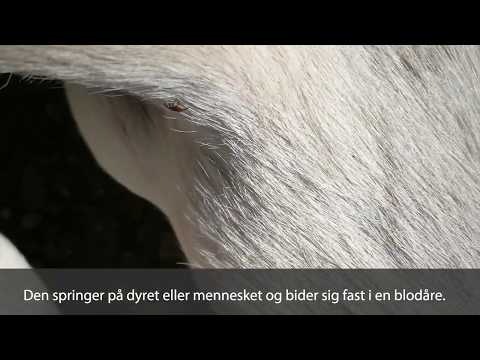 Video: Hudblærer Og Pustler Hos Hunder