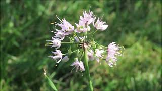 NODDING ONION - You need this in your 2024 Pollinator Garden @CEGNatives