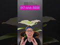 Best Time To Build A Website Is Now - Shea Micheal Solutions - Digital Marketing Expert - Texas