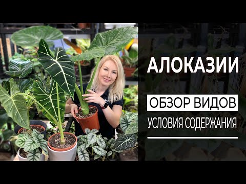 Video: Алоказия өсүмдүктөрүн азыктандыруу - Алоказия өсүмдүктөрүн кантип жана качан уруктандыруу керек