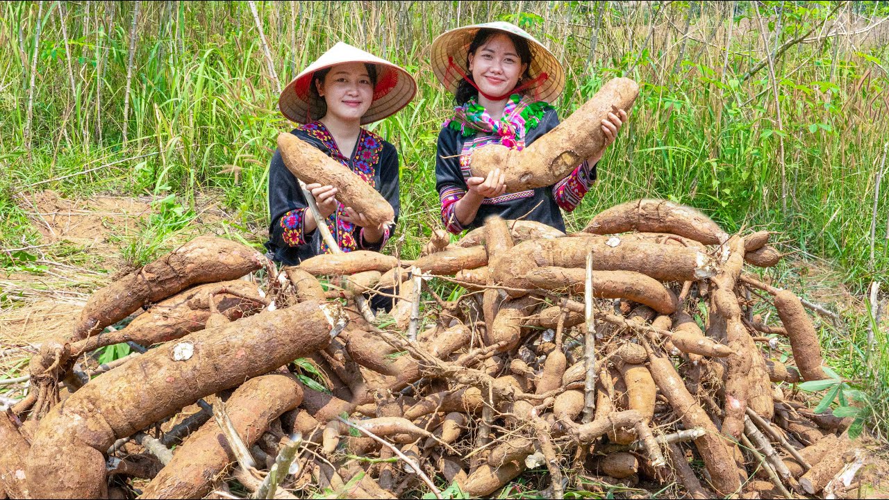 Two sisters harvest cassava to cook a dish - Bếp Trên Bản