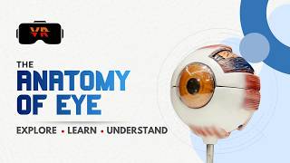 Explore the Anatomy of Human Eye in Virtual Reality | Interactive Medical Learning | Designoweb XR screenshot 5