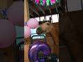 A Special Day! My Horse Reina.. 🎉🎂