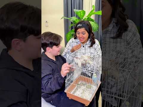 اكل العصفور 2     