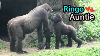 Gorilla D’jeeco family’s sweet & fun interaction,Ringo,Jabali,Tayari,Iriki金剛猩猩Ringo拍阿姨的頭迪亞哥不理Tayari