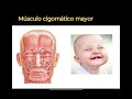 MORFOLOGÍA// MUSCLES EXPRESIÓN FACIAL // AUDIOVOICE // REPASO