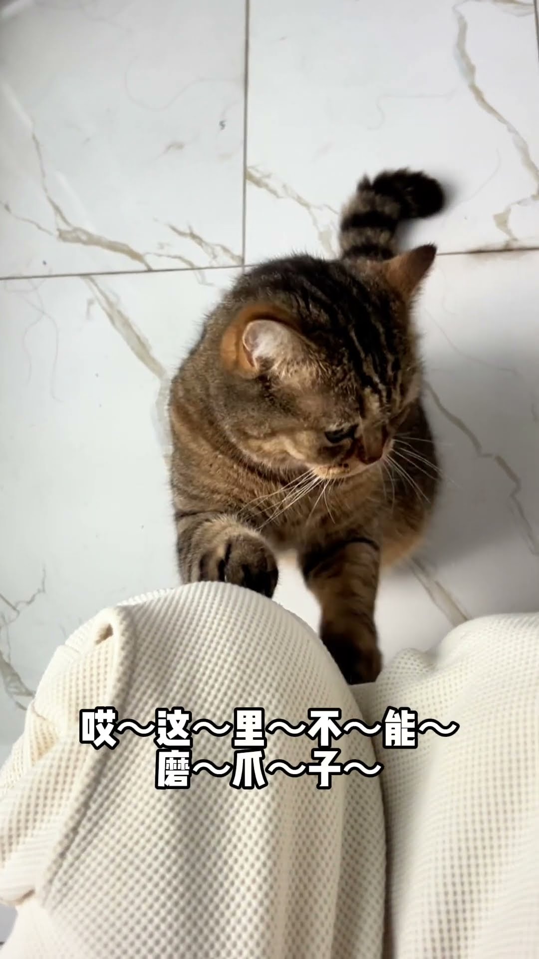 Why Won't My Mom Let Me Scratch??? | Chef Cat Daily Life #tiktok #shorts
