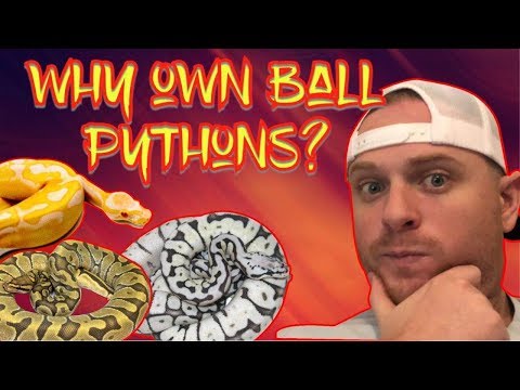 WHY YOU Should Own a Ball Python