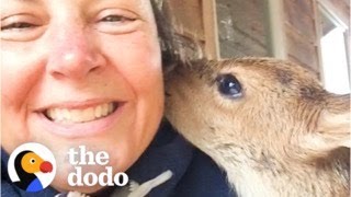 Woman Discovers An Orphaned Fawn On Her Lawn | The Dodo