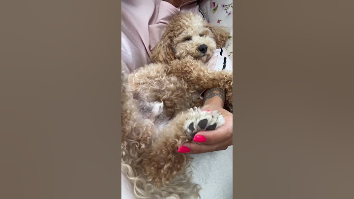 У меня есть пёс😄 #shorts #2023 #мальтипу #maltipoo #jerry